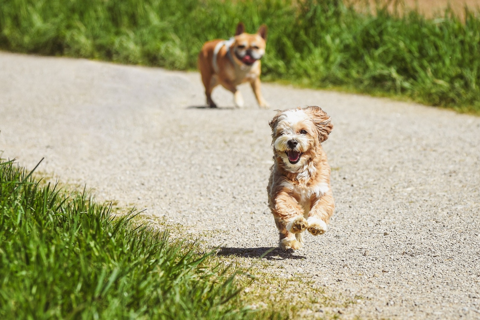 Zwei Hunde laufen auf einer Schotterstraße